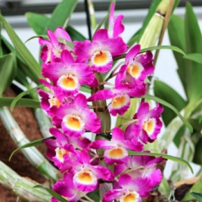 Festival de la Orquídea