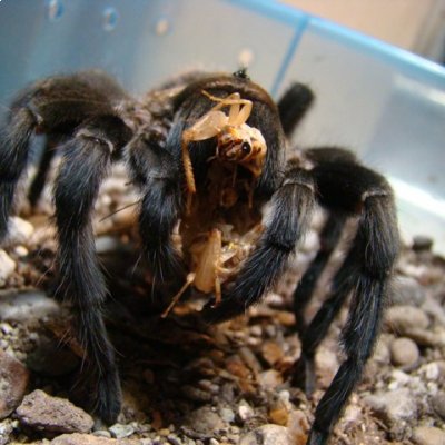 Museo Viviente de Puebla