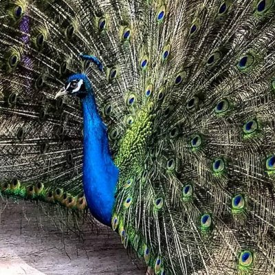 Parque Ecológico Chapultepec