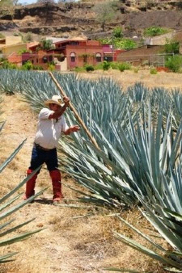 Feria Nacional del Tequila
