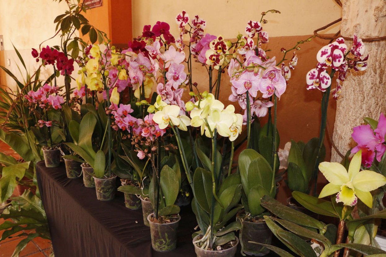 Festival de la Orquídea