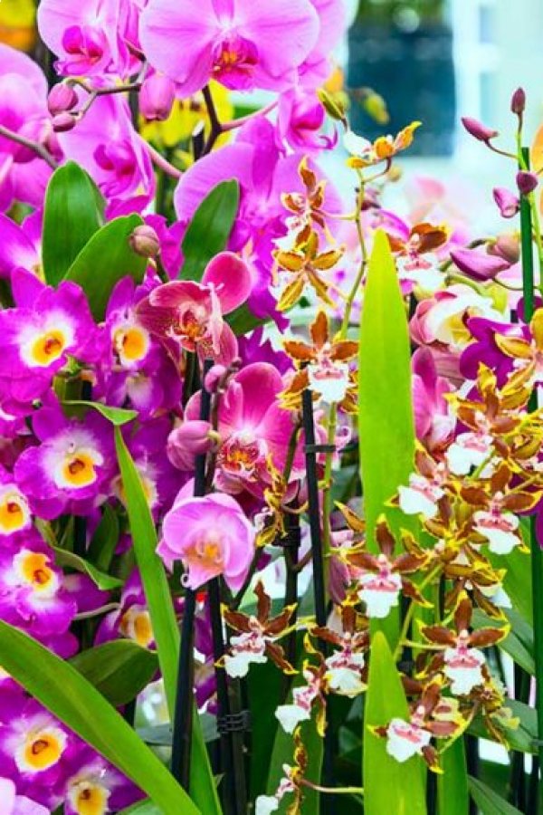 Festival de la Orquídea