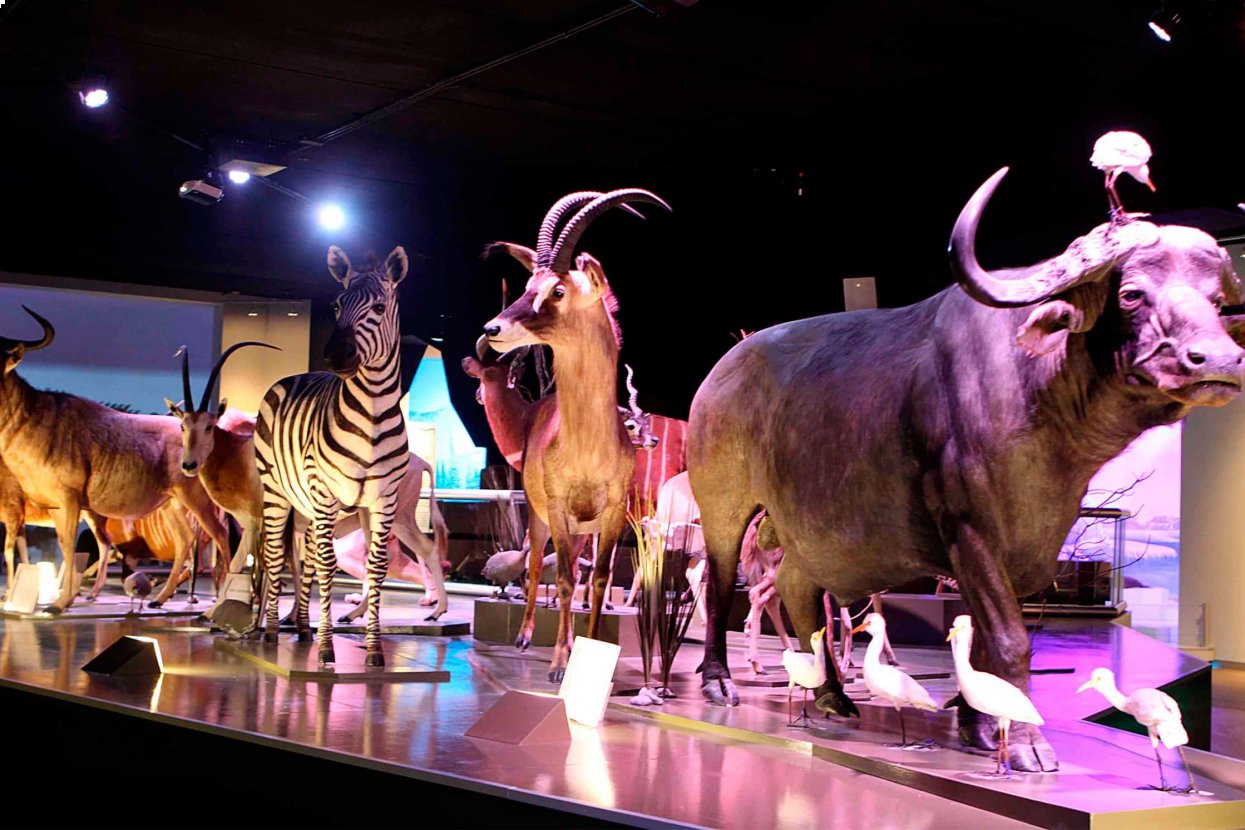Museo de la Evolución