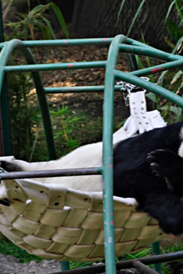 Zoológico de Chapultepec